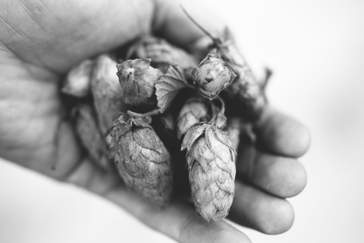 Fermentacja